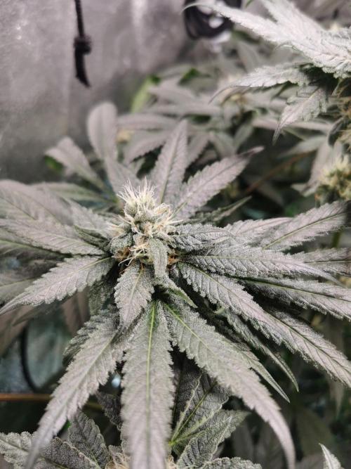 The White Sweet Candy OG / SSSC. Week 10
