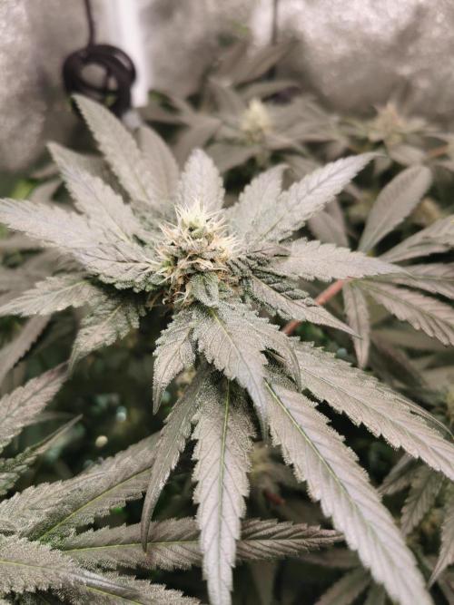 The White Sweet Candy OG / SSSC. Week 10