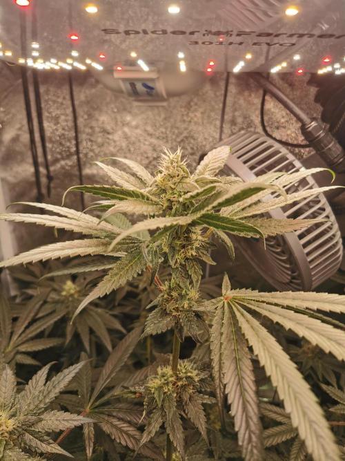 The White Sweet Candy OG / SSSC. Week 10