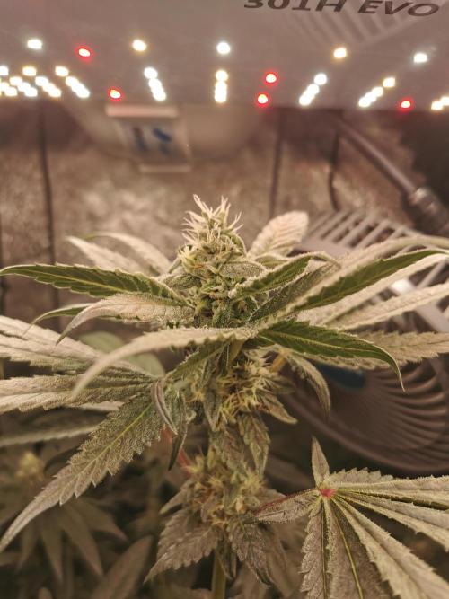 The White Sweet Candy OG / SSSC. Week 10