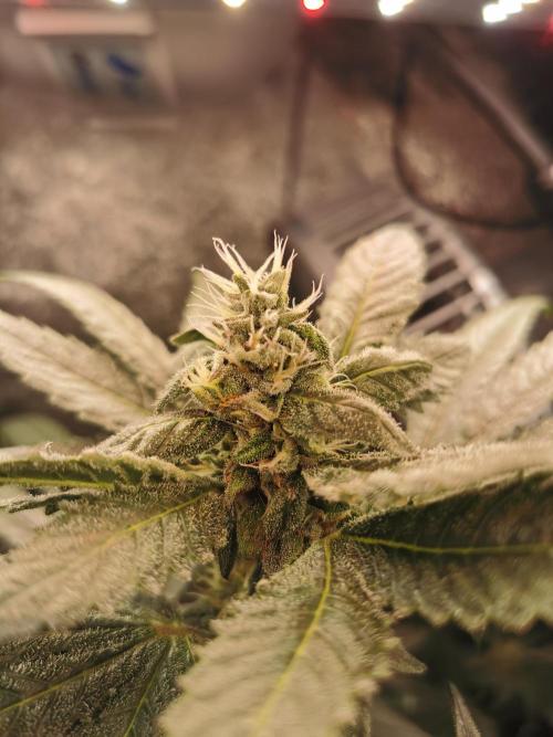 The White Sweet Candy OG / SSSC. Week 10