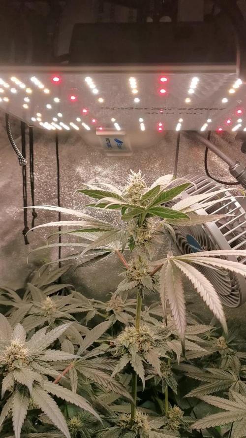 The White Sweet Candy OG / SSSC