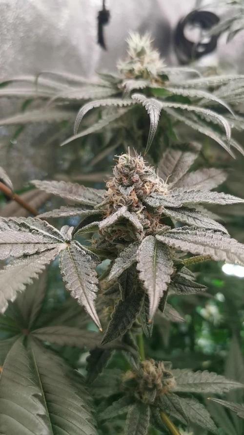 Zkittlez/The Original Z (TerpHogz Cut)