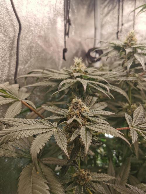 Zkittlez/The Original Z (TerpHogz Cut). Week 11