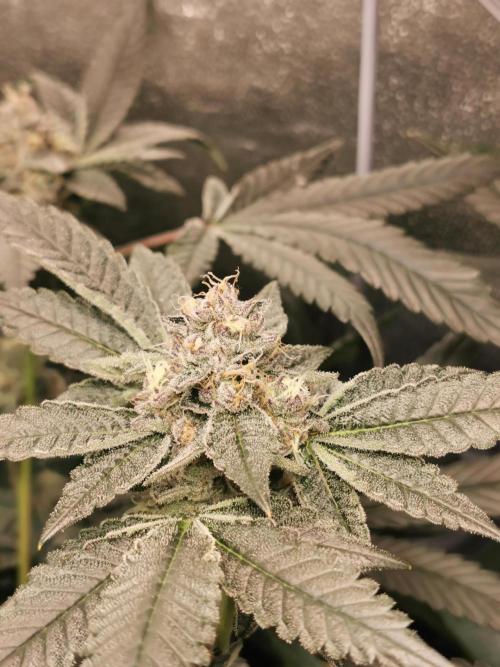 Zkittlez/The Original Z (TerpHogz Cut). Week 11