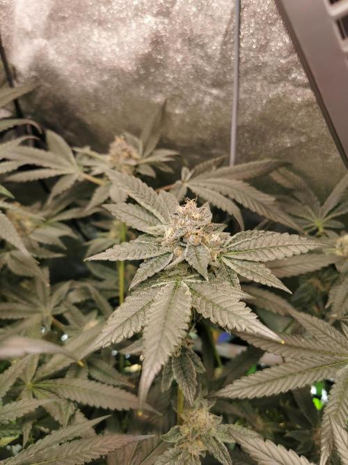 Zkittlez/The Original Z (TerpHogz Cut). Week 11