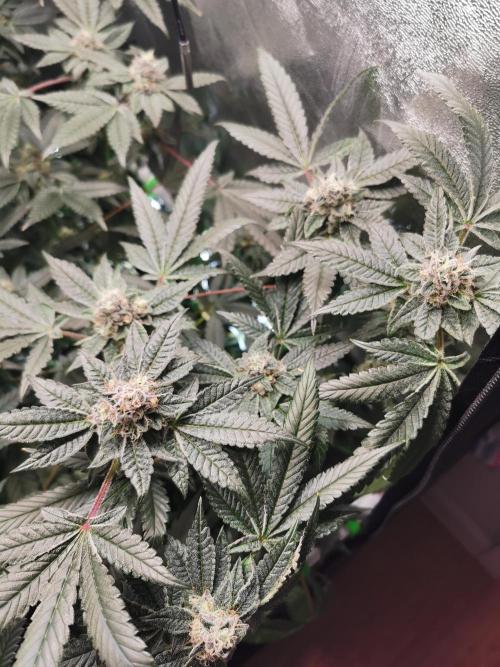 Zkittlez/The Original Z (TerpHogz Cut). Week 11