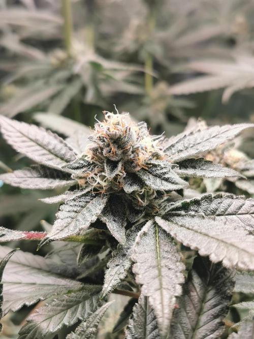Zkittlez/The Original Z (TerpHogz Cut). Week 11