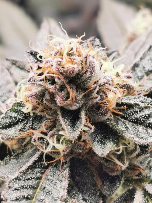 Zkittlez/The Original Z (TerpHogz Cut). Week 11