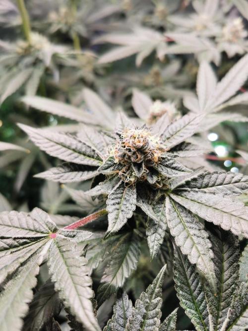 Zkittlez. Week 11