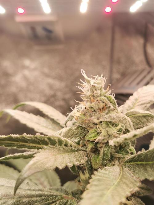 The White Sweet Candy OG / SSSC. Week 11