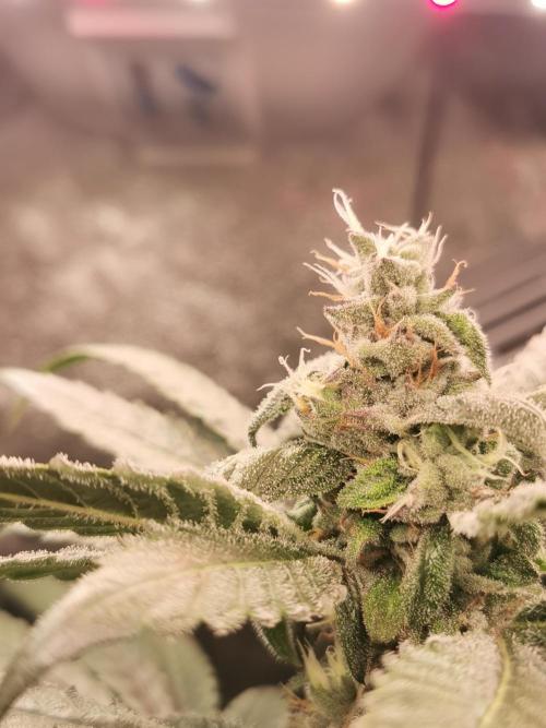 The White Sweet Candy OG / SSSC. Week 11