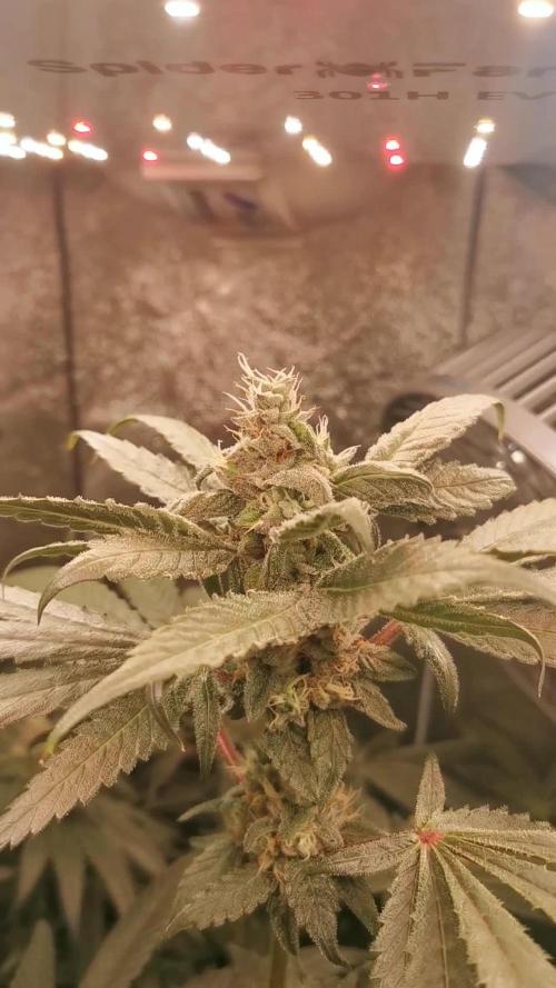 The White Sweet Candy OG / SSSC