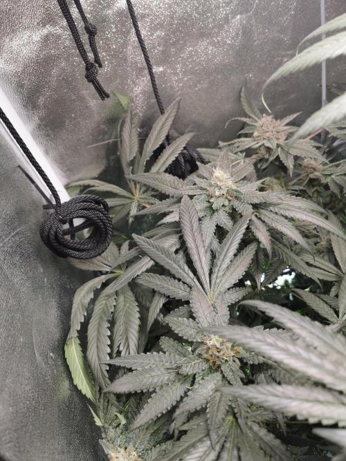 The White Sweet Candy OG / SSSC. Week 11