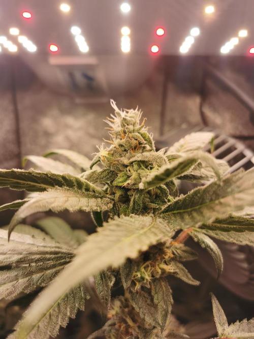 The White Sweet Candy OG / SSSC. Week 11