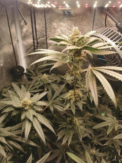 The White Sweet Candy OG / SSSC. Week 11