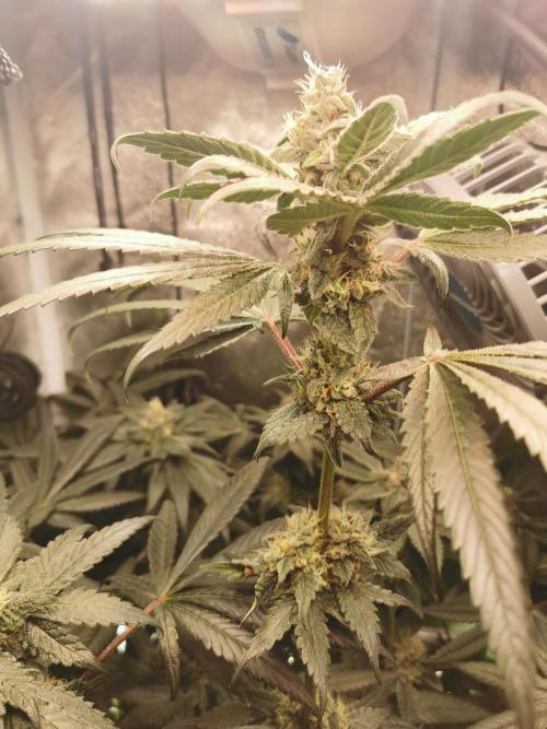 The White Sweet Candy OG / SSSC. Week 11