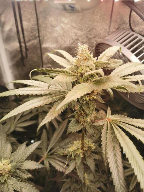 The White Sweet Candy OG / SSSC. Week 11