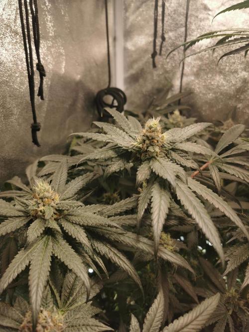 The White Sweet Candy OG / SSSC. Week 11