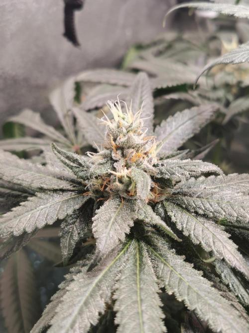 The White Sweet Candy OG / SSSC. Week 11