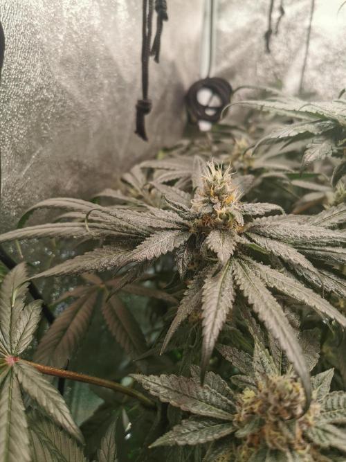 The White Sweet Candy OG . Week 11