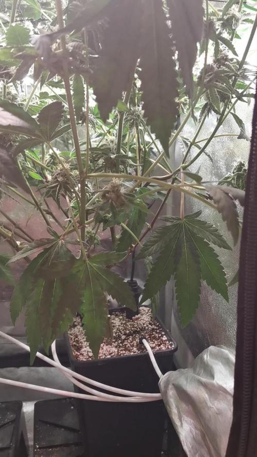 Zkittlez/The Original Z (TerpHogz Cut)