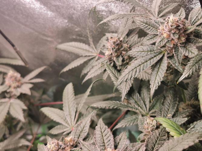 Zkittlez/The Original Z (TerpHogz Cut). Week 12