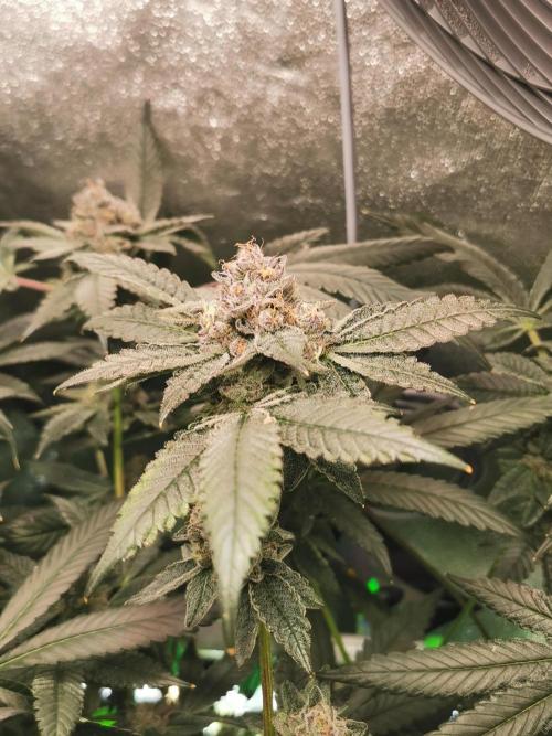 Zkittlez/The Original Z (TerpHogz Cut). Week 12