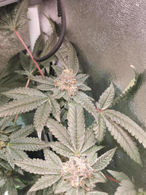 Zkittlez/The Original Z (TerpHogz Cut). Week 12