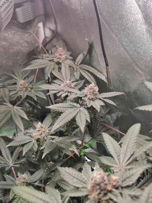 Zkittlez/The Original Z (TerpHogz Cut). Week 12