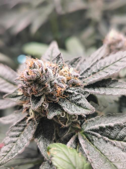Zkittlez/The Original Z (TerpHogz Cut). Week 12