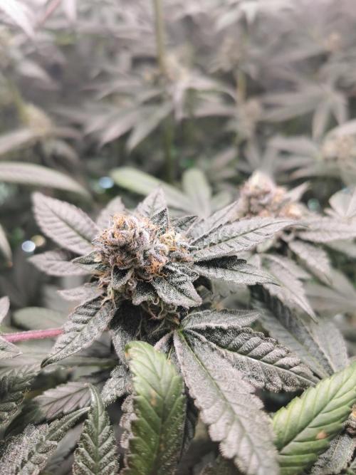 Zkittlez/The Original Z (TerpHogz Cut). Week 12