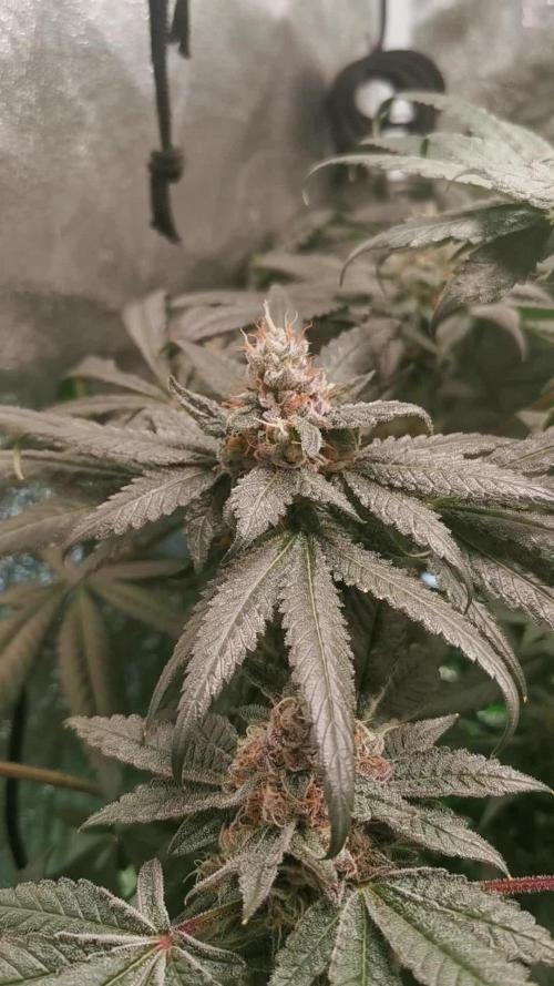 The White Sweet Candy OG / SSSC
