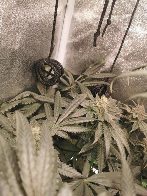 The White Sweet Candy OG / SSSC. Week 12