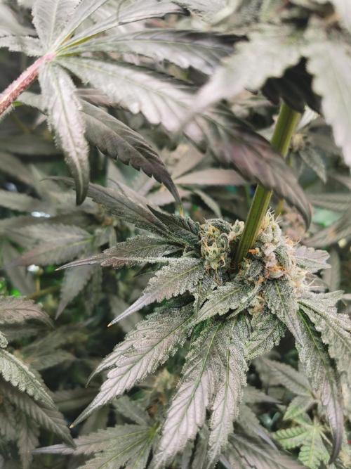 The White Sweet Candy OG / SSSC. Week 12