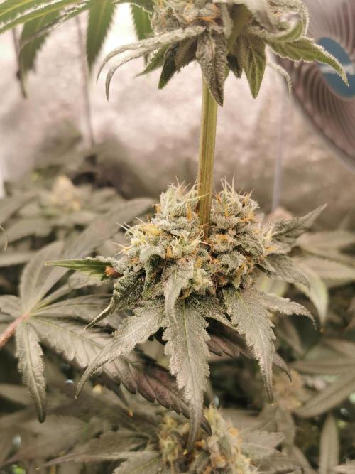 The White Sweet Candy OG / SSSC. Week 12