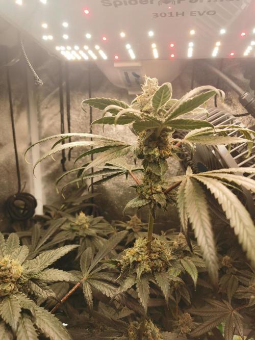 The White Sweet Candy OG / SSSC. Week 12