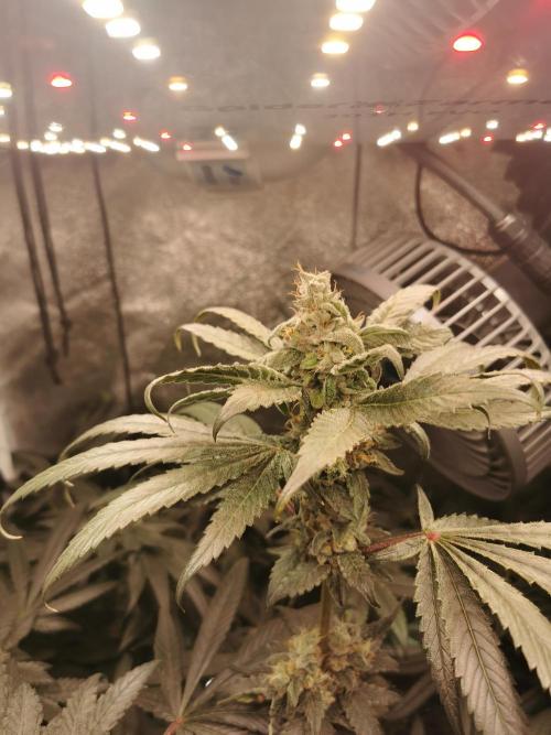 The White Sweet Candy OG / SSSC. Week 12