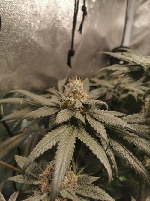 The White Sweet Candy OG / SSSC. Week 12