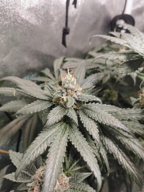 The White Sweet Candy OG / SSSC. Week 12