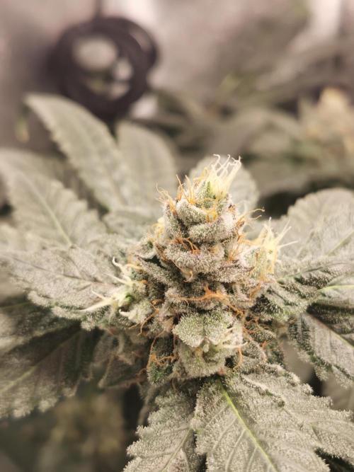 The White Sweet Candy OG / SSSC. Week 12