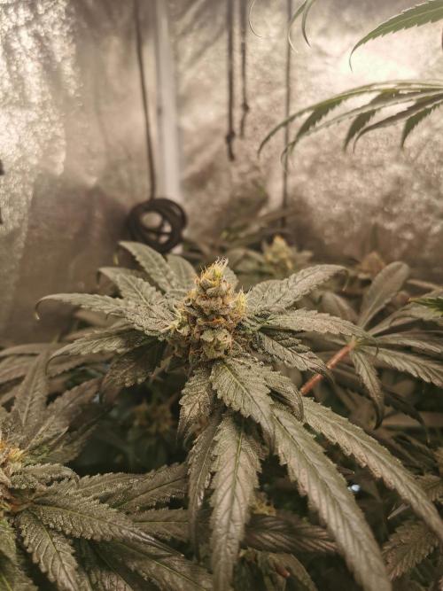 The White Sweet Candy OG / SSSC. Week 12