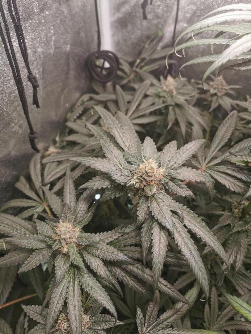 The White Sweet Candy OG / SSSC. Week 12