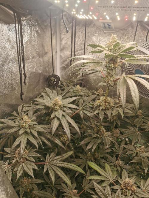 The White Sweet Candy OG / SSSC. Week 12