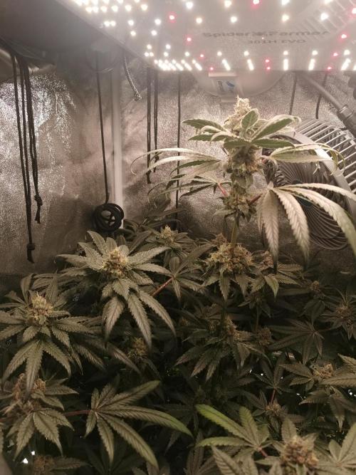 The White Sweet Candy OG / SSSC. Week 12
