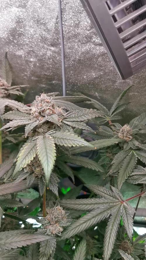 Zkittlez/The Original Z (TerpHogz Cut)