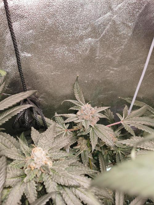 Zkittlez/The Original Z (TerpHogz Cut). Week 13