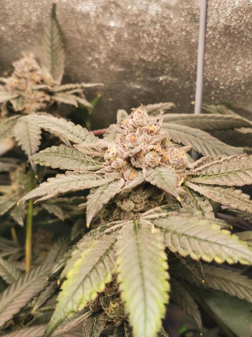 Zkittlez/The Original Z (TerpHogz Cut). Week 13