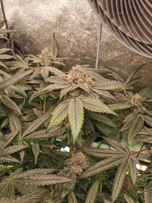 Zkittlez/The Original Z (TerpHogz Cut). Week 13