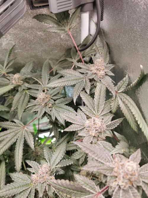 Zkittlez/The Original Z (TerpHogz Cut). Week 13